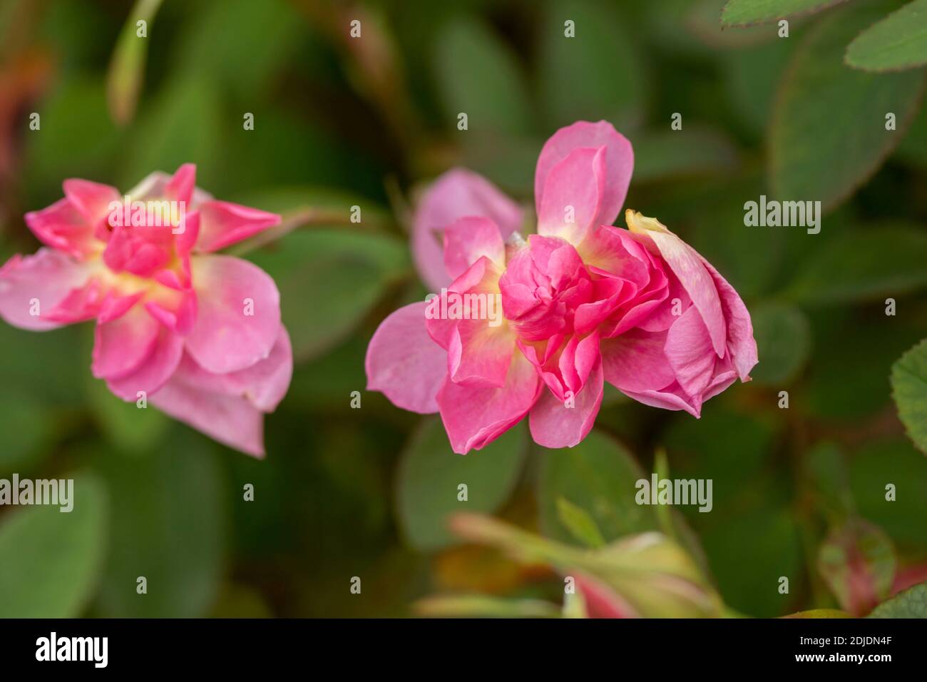 Rosa ‘The Mayflower’ in bloom, natural flower/plant portrait Stock