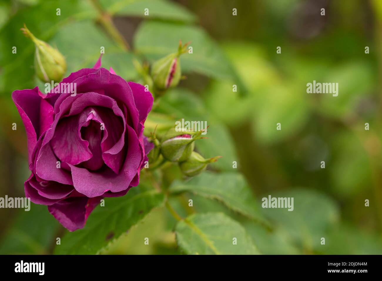 Rosa Rhapsody Rosa ‘Rhapsody in Blue’ in bloom, natural flower/plant portrait Stock ...