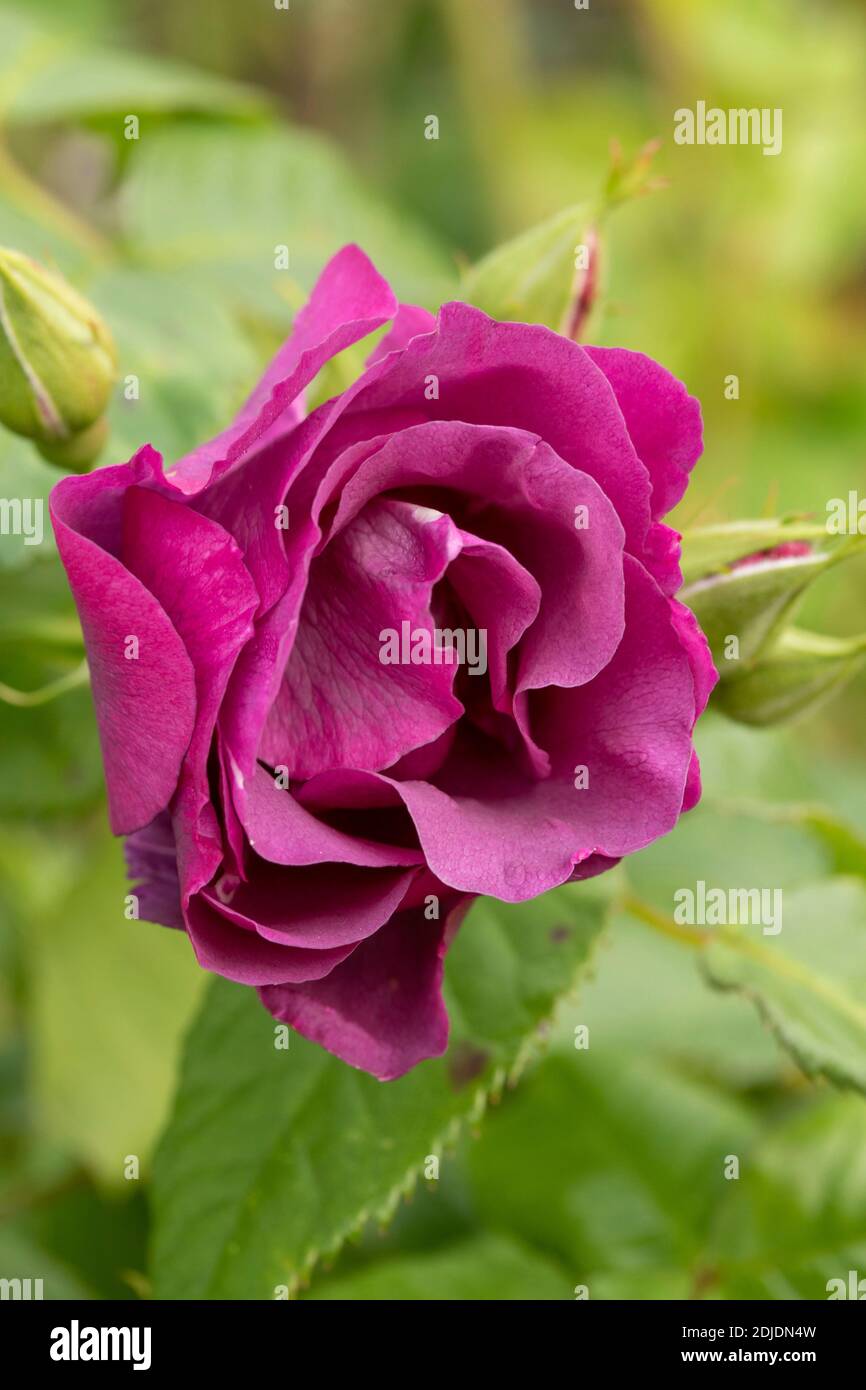Rosa Rhapsody Rosa ‘Rhapsody in Blue’ in bloom, natural flower/plant portrait Stock ...