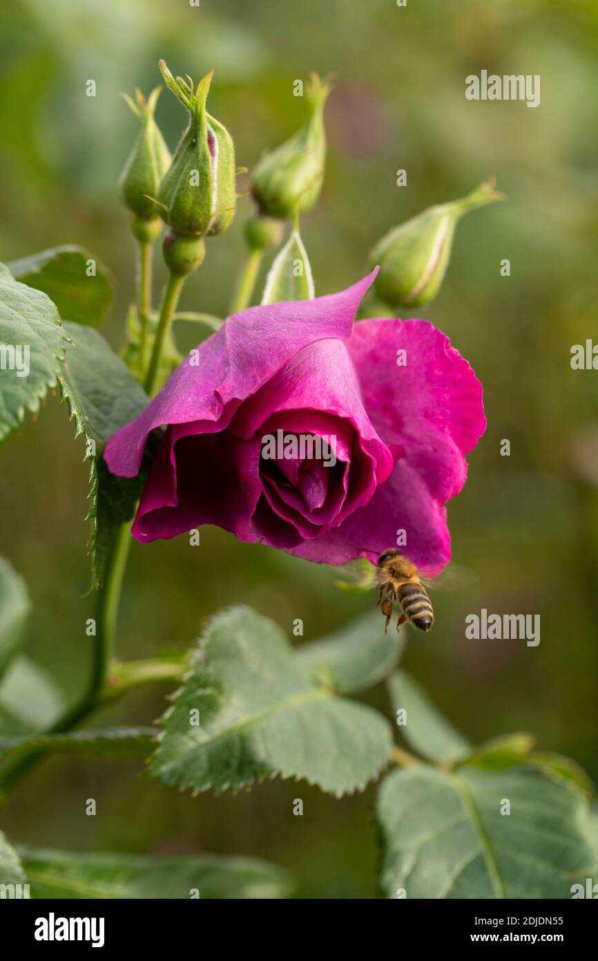Rosa Rhapsody Rosa ‘Rhapsody in Blue’ in bloom, natural flower/plant portrait Stock ...