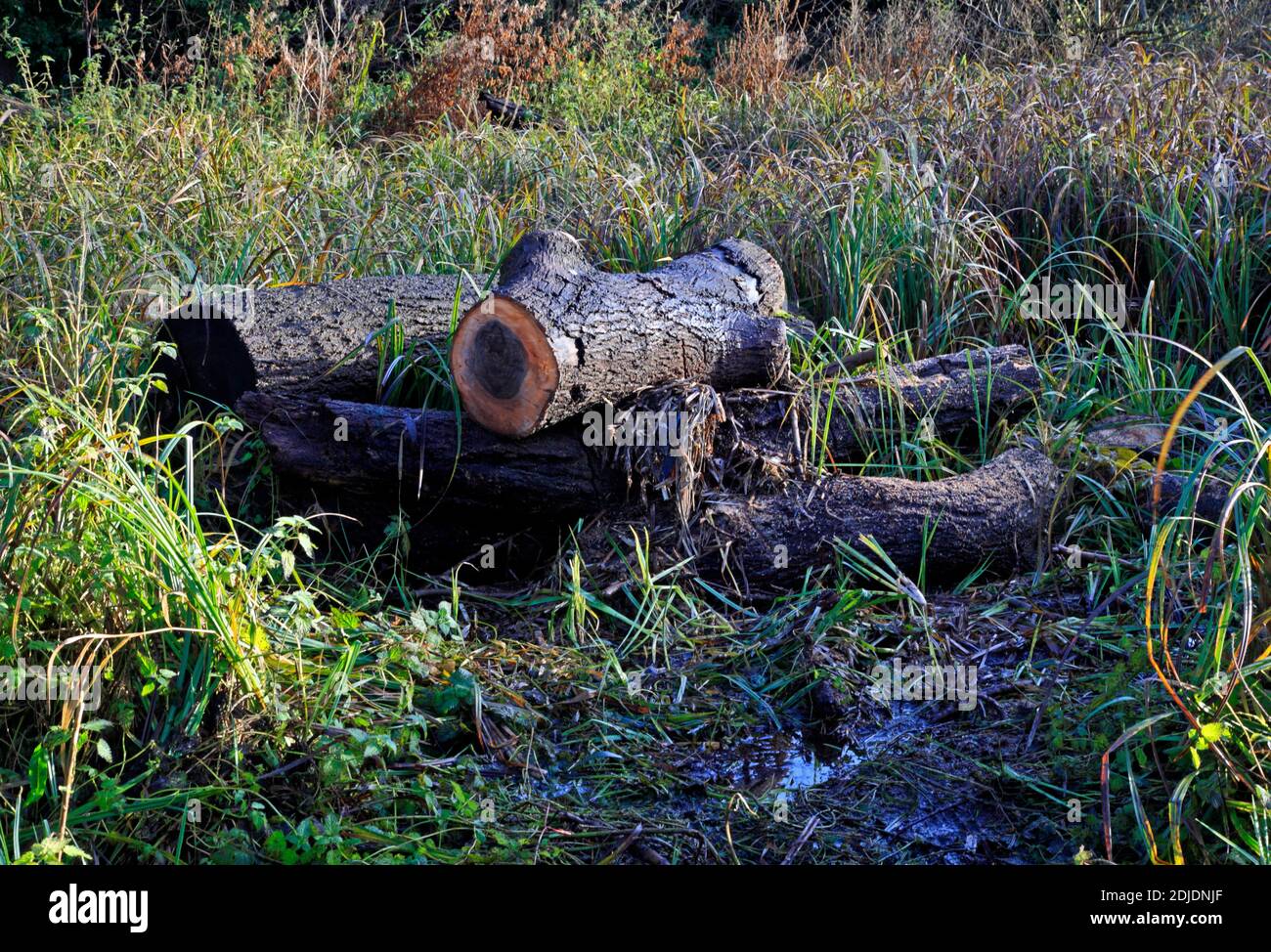 A pile of large sawn logs following gale damage at the Marston Marshes Local Nature Reserve at Norwich, Norfolk, England, United Kingdom. Stock Photo