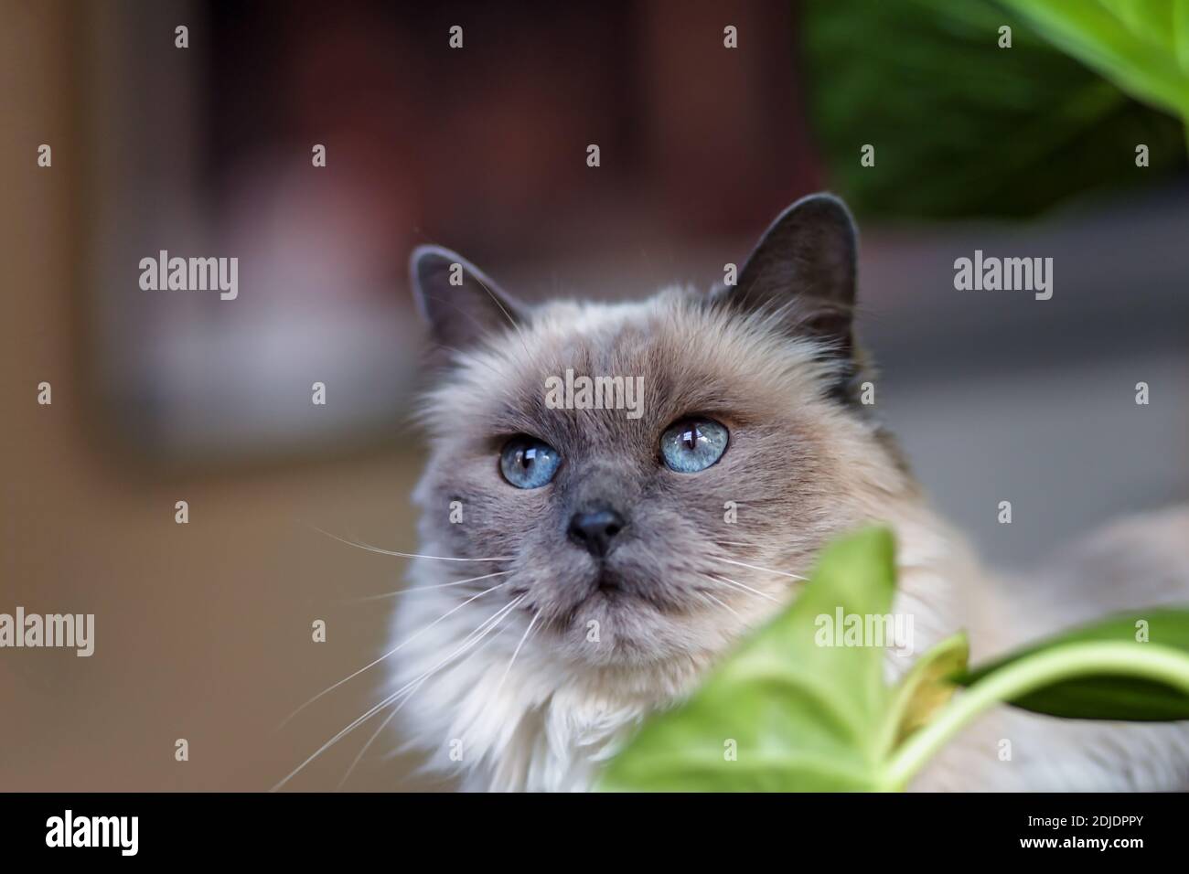 Female seal point siamese cat hi-res stock photography and images - Alamy