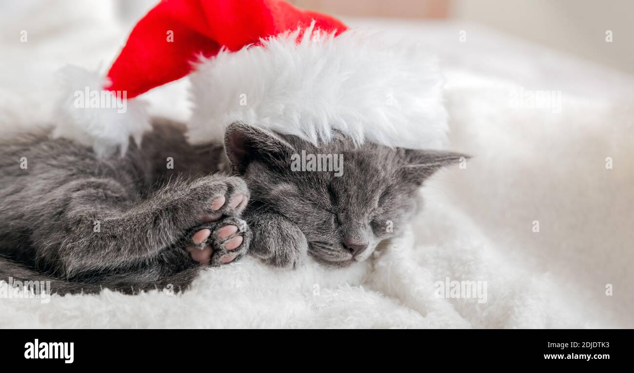 Christmas Kitten in santa claus hat sleeping on soft fluffy white plaid. Christmas gray british cat portrait with pink paws. New Year gray kitten cat Stock Photo