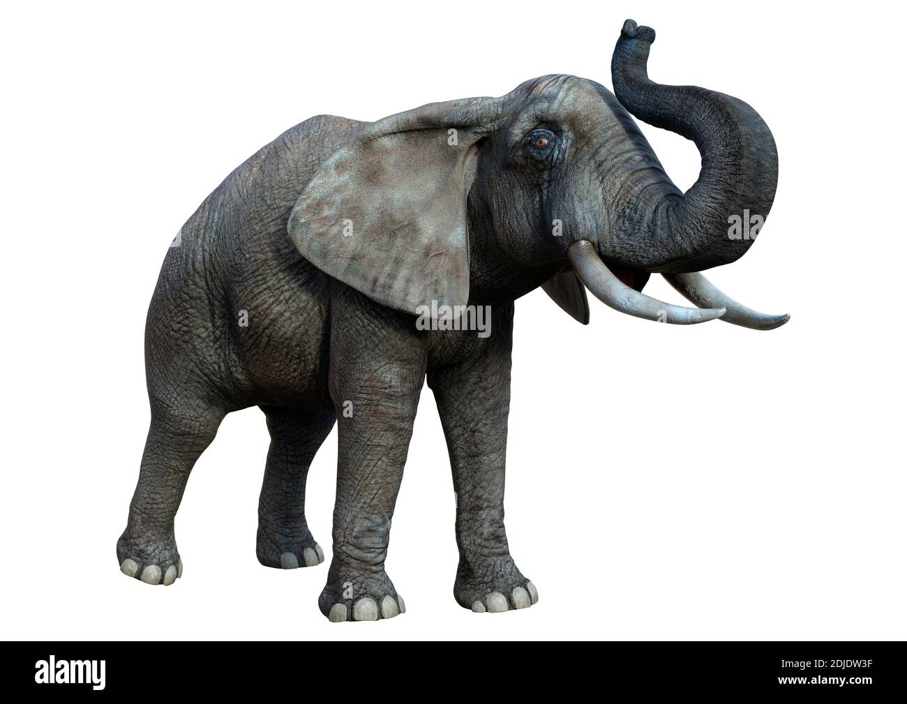 3D rendering of a big African elephant isolated on white background ...