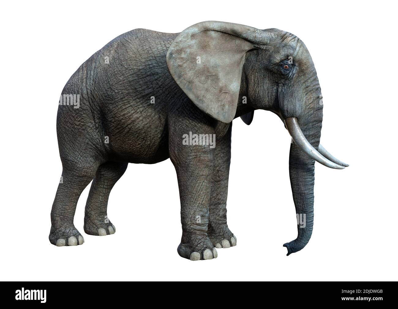 3D rendering of a big African elephant isolated on white background ...