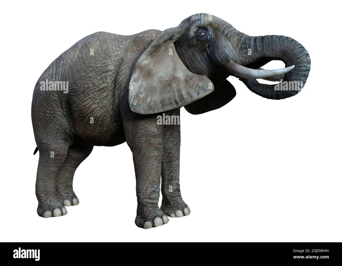 3D rendering of a big African elephant isolated on white background ...