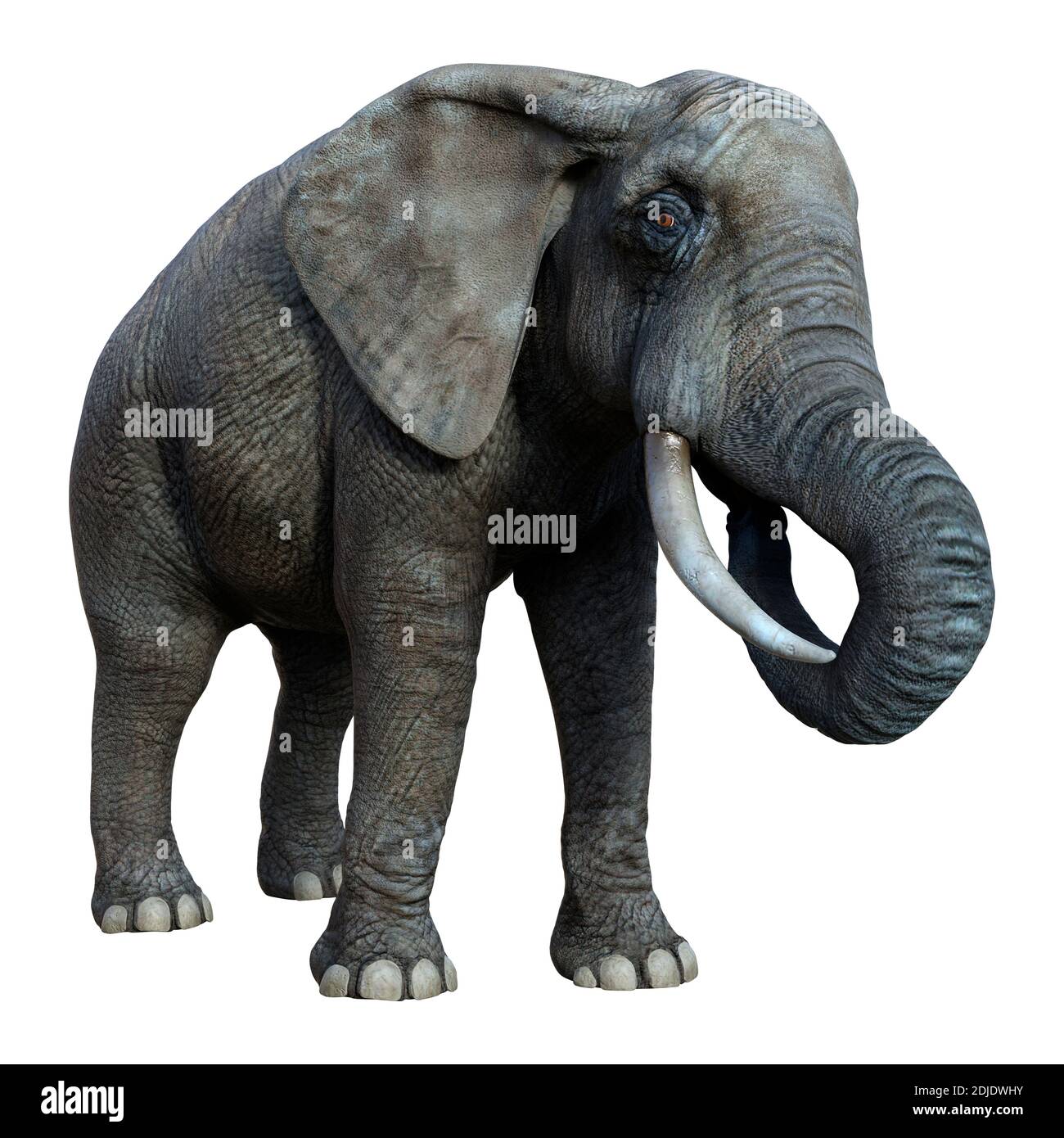 3D rendering of a big African elephant isolated on white background ...