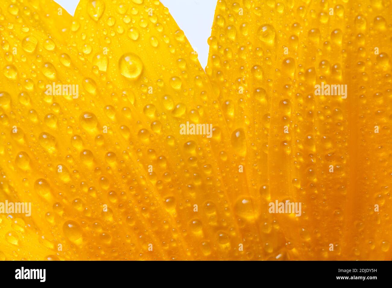 yellow sunflower isolated on white with drops Stock Photo - Alamy