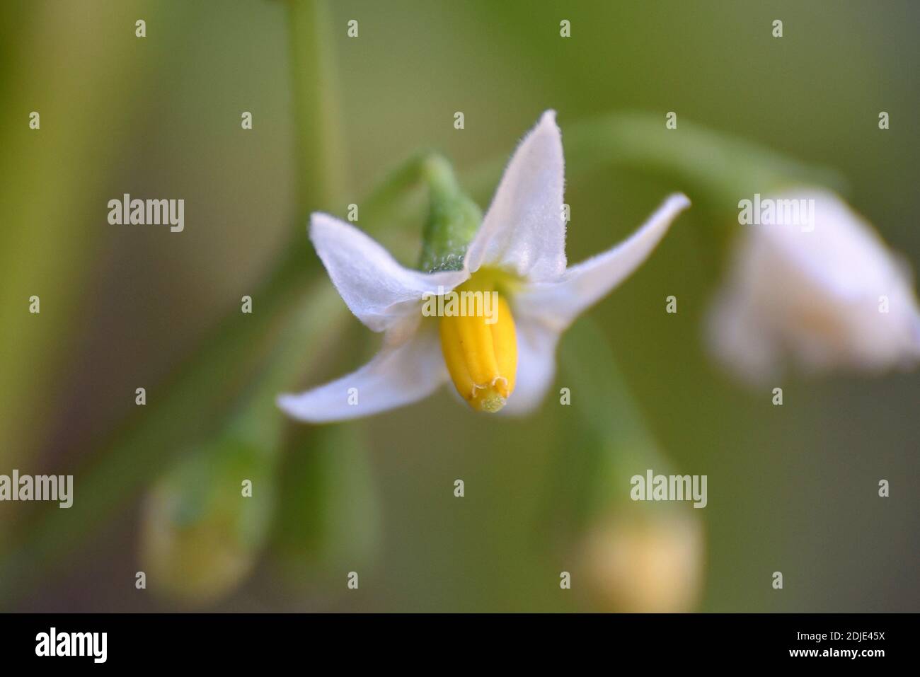 White and yellow wild flower of Solanum nigrum. Stock Photo