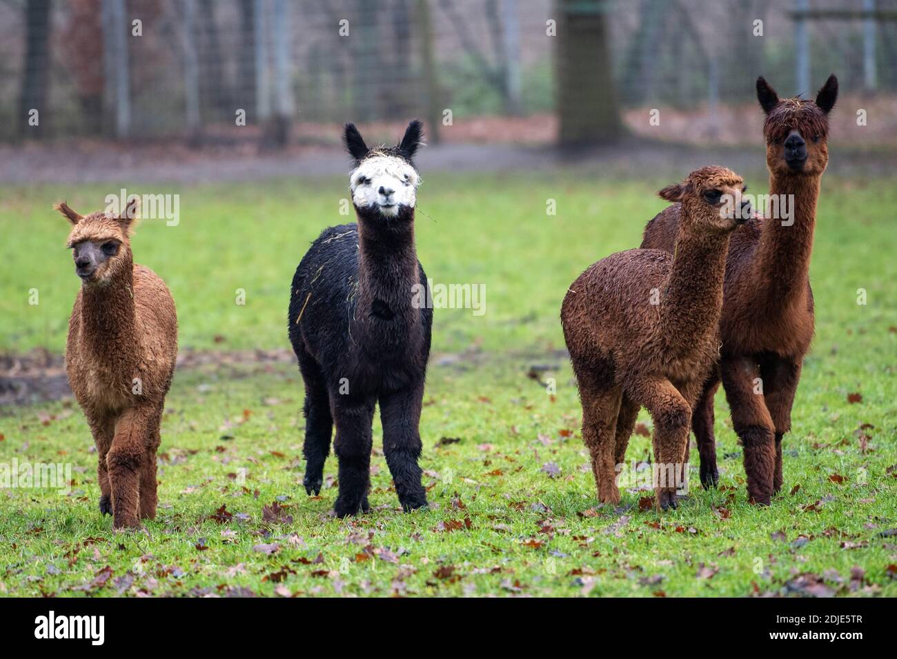 Alpacas in the enclosure, Advent season with alpacas on December 13th, 2020 in Ennigerloh-Enniger/Germany. Â | usage worldwide Stock Photo