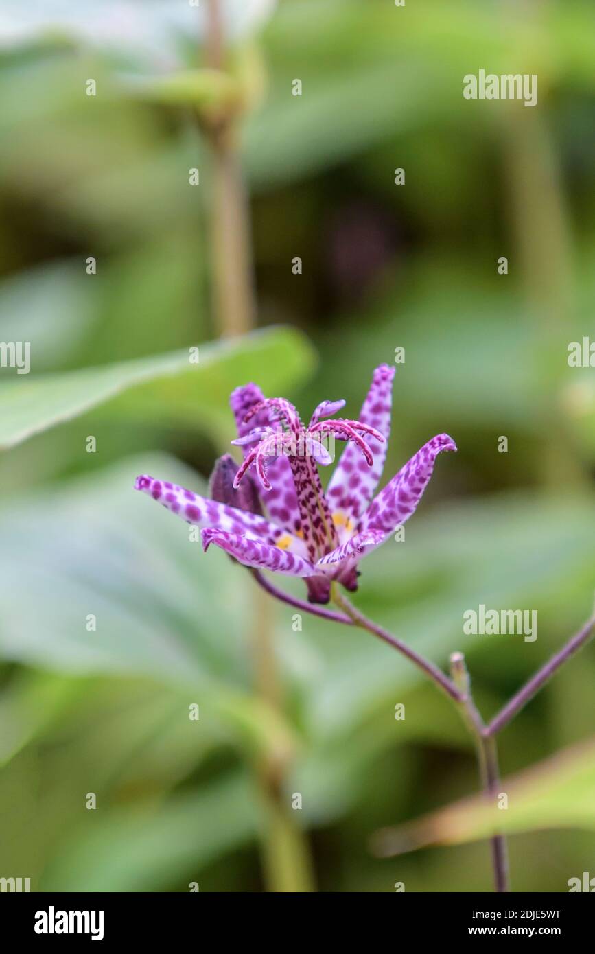 Krötenlilie (Tricyrtis formosana) Stock Photo