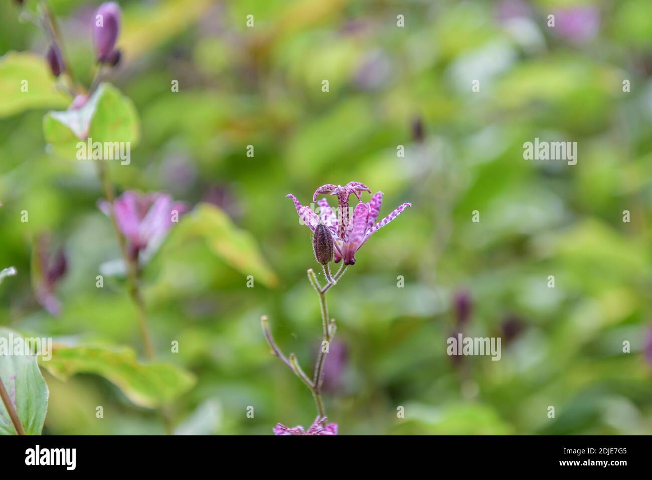 Krötenlilie (Tricyrtis formosana) Stock Photo