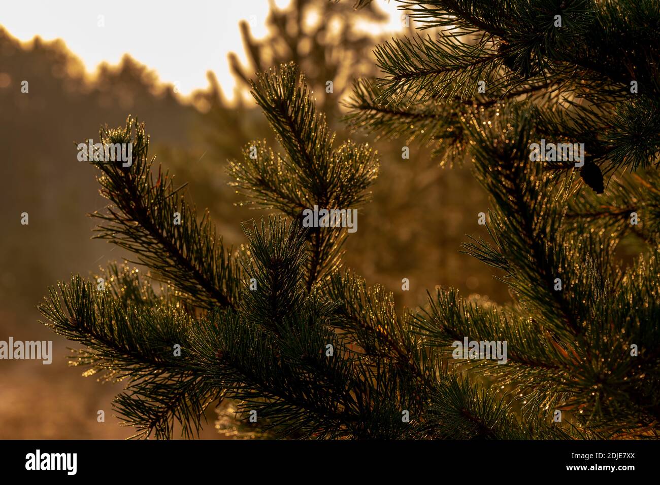 pine branch with cones and spider-woven nets the sun is warmly lit in the early morning Stock Photo