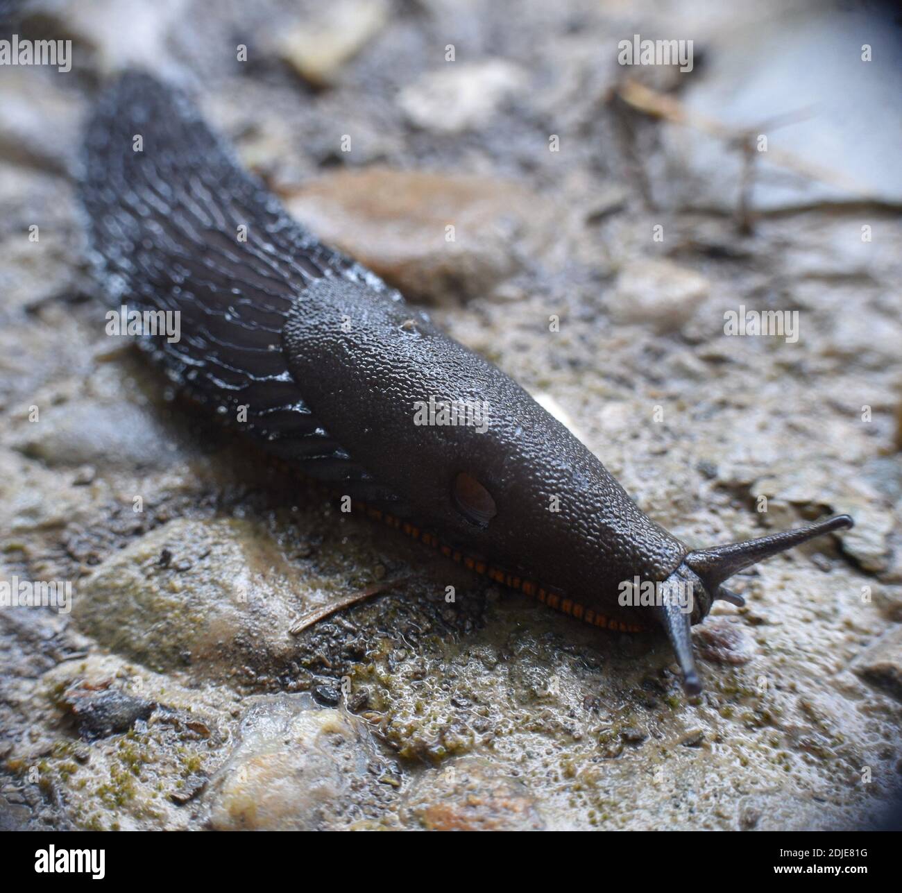 Slug on dirt and stone road wet after rain. Stock Photo
