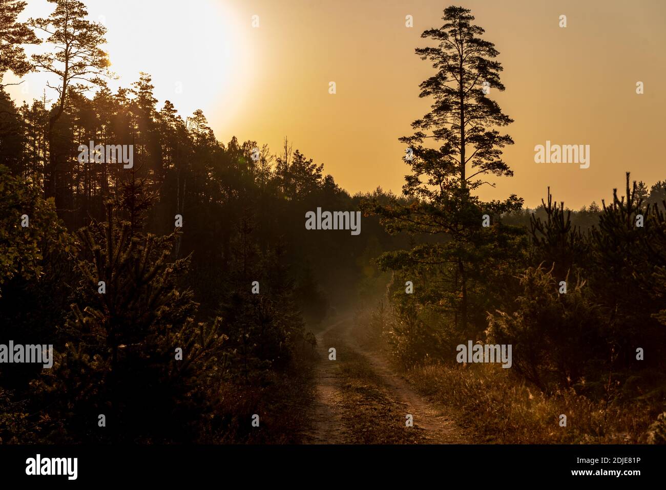 early sunny morning in the forest with fog, through which the sun's ...