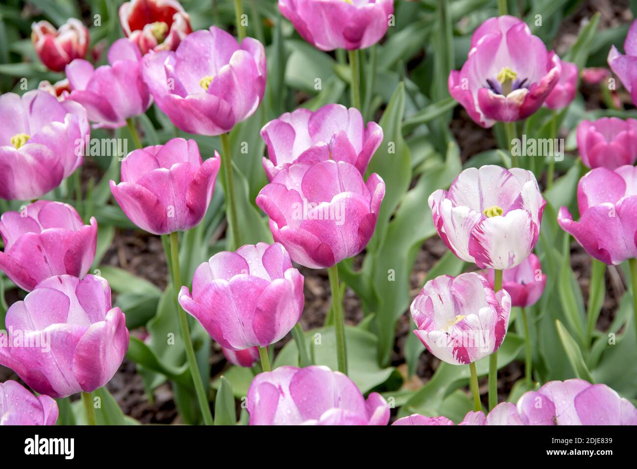 Tulpe (Tulipa 'Shirley Dream') Stock Photo