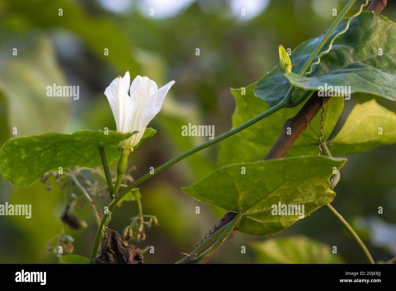 Ivy gourd bloomed white flower with green leaves in the jungle Stock Photo
