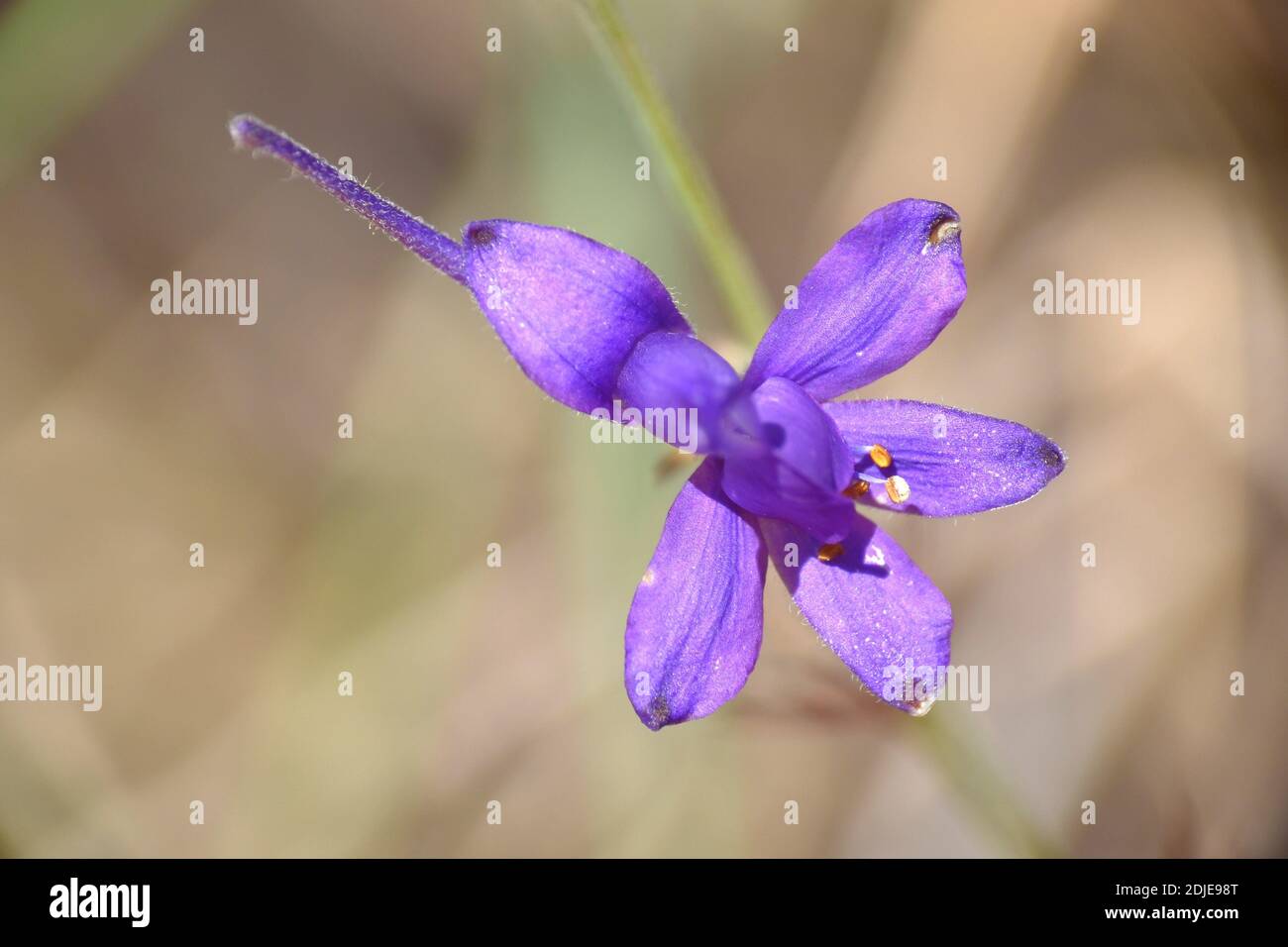 Top view of Consolida regalis Gray flower, violet color. Stock Photo