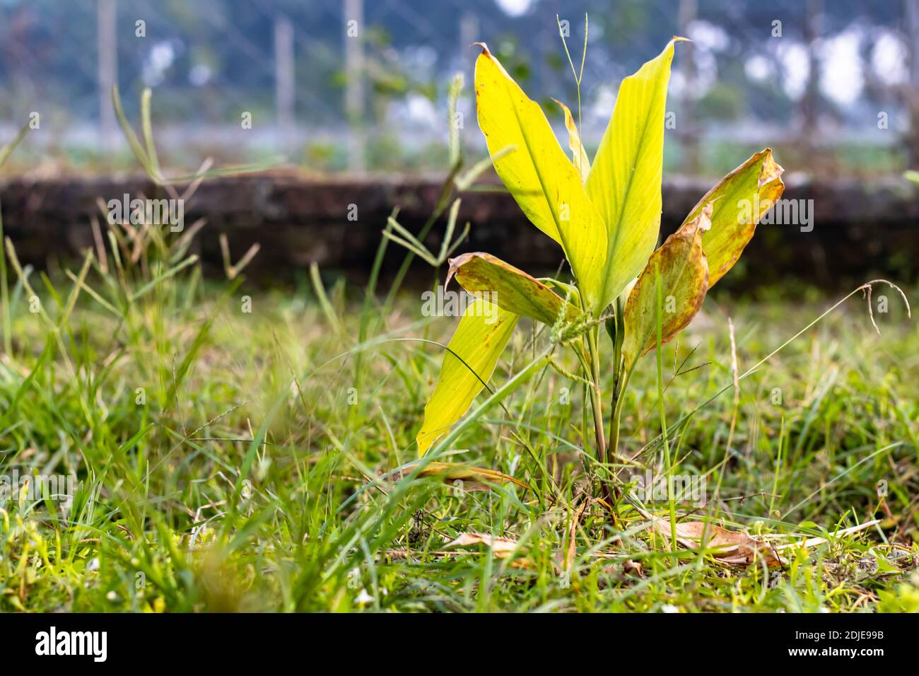 Turmeric or Curcuma longa single tree growing in the jungle with wild grasses Stock Photo Alamy