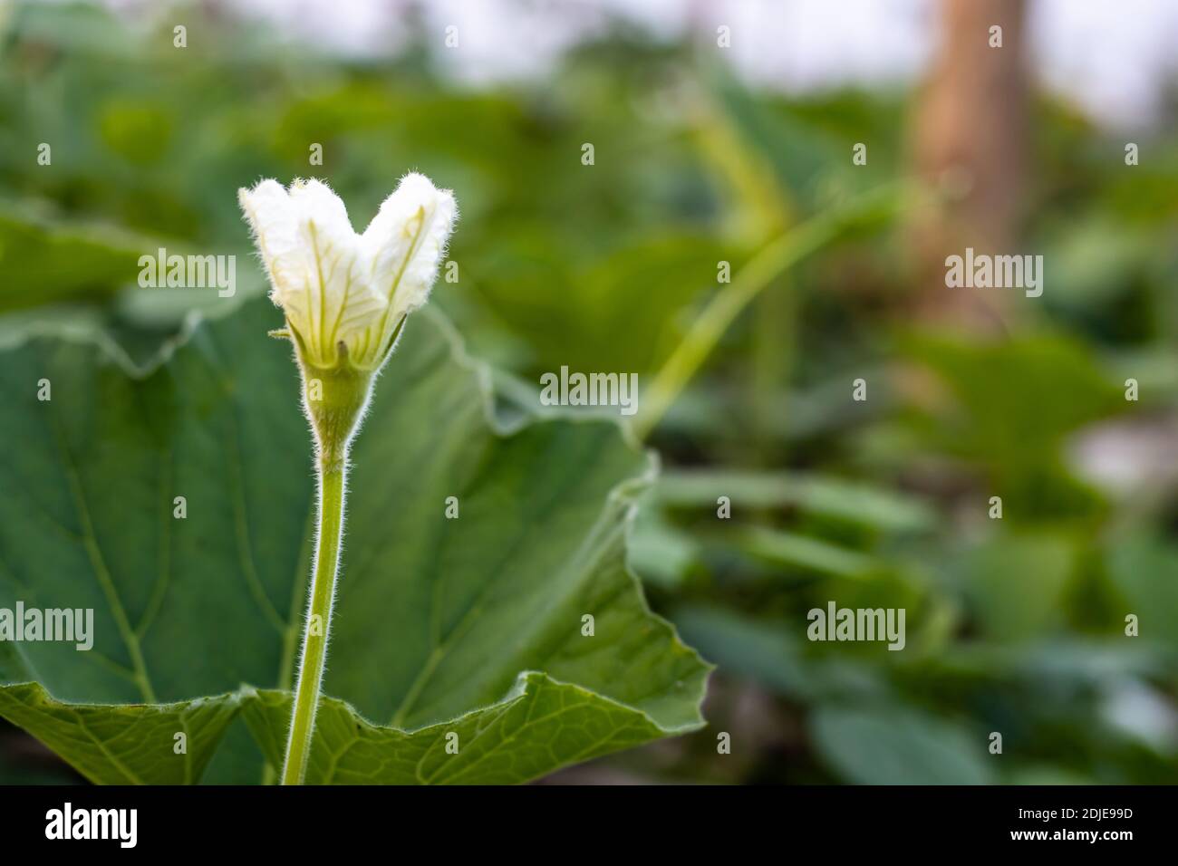 White bottle gourd flower with green leaves inside the agriculture farm on the bamboo loft Stock Photo