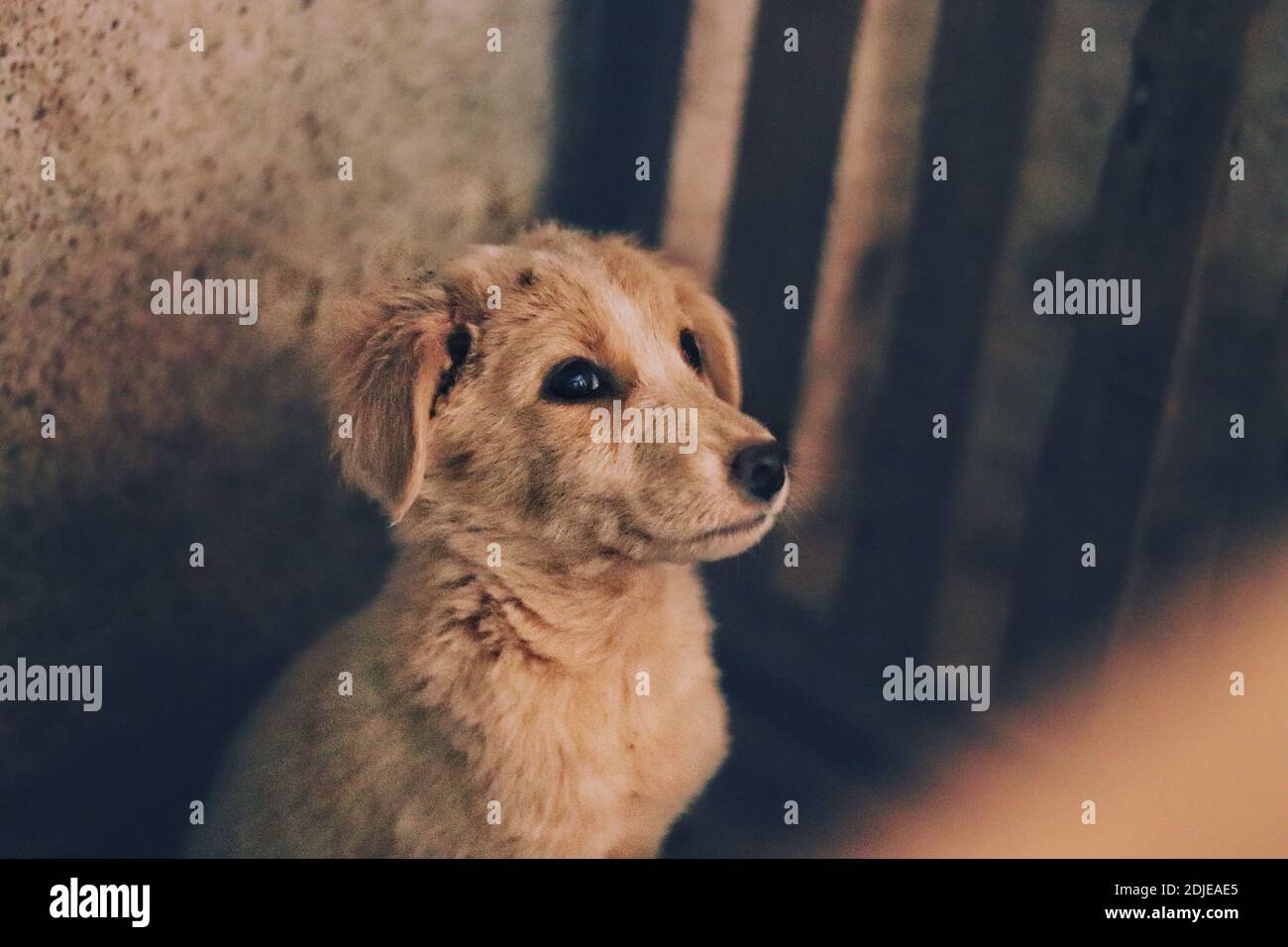 Closeup Of Dog Looking Away Stock Photo Alamy