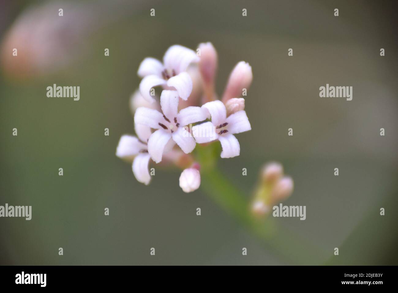 Detail of white rosacea flowering of Asperula cynanchica plant. Stock Photo