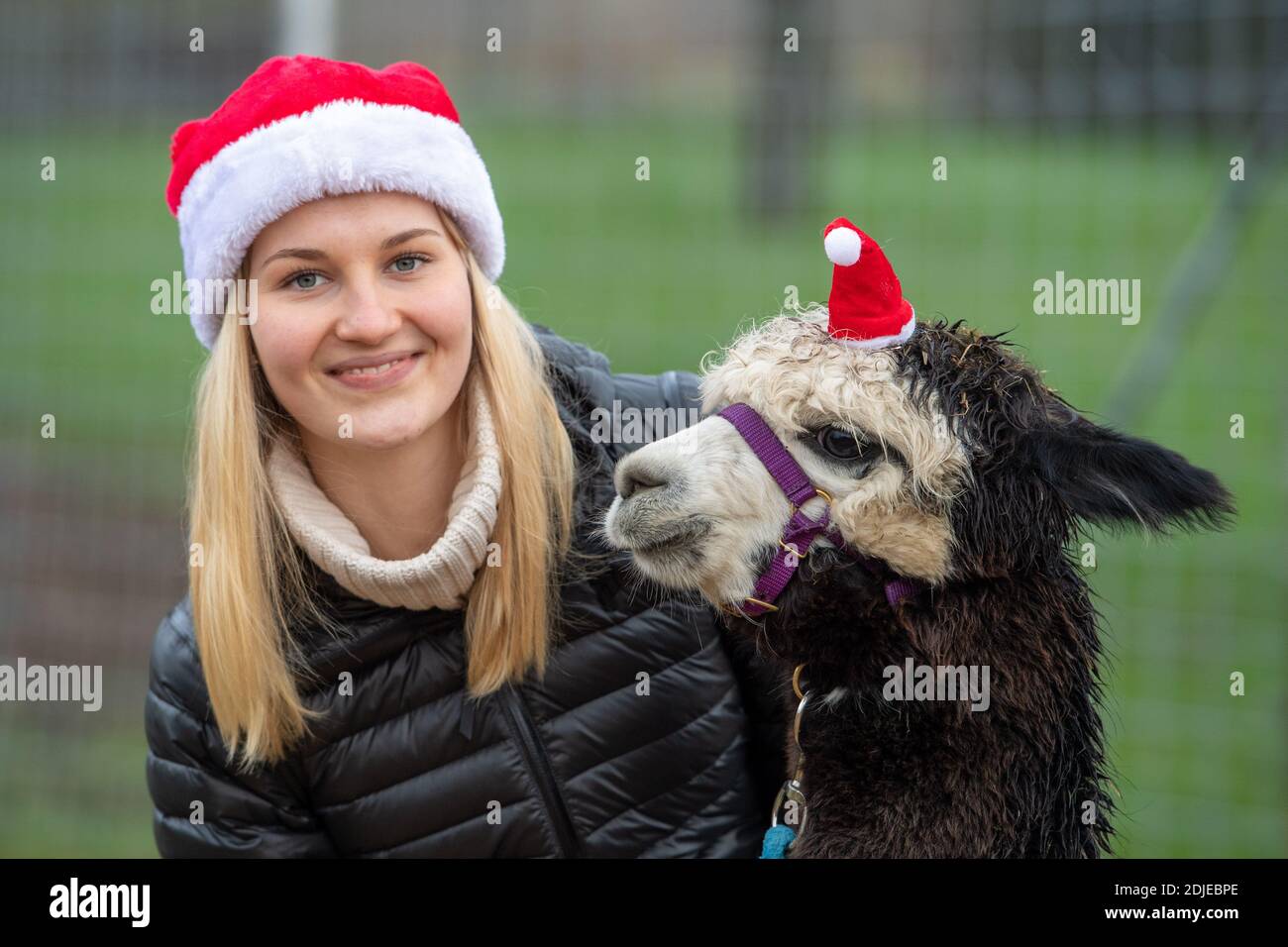 Johanna and alpaca lady Leni, Advent season with alpacas on December 13th, 2020 in Ennigerloh-Enniger/Germany. Â | usage worldwide Stock Photo