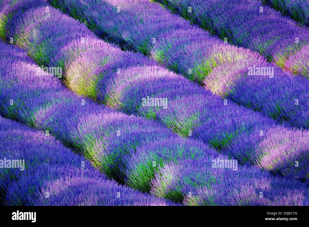 Rows of lavendar. Purple Haze Lavender Farm. Washington. Stock Photo