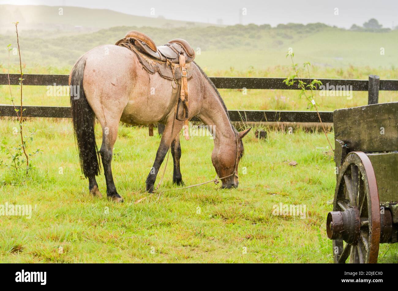 Native horse hi-res stock photography and images - Alamy