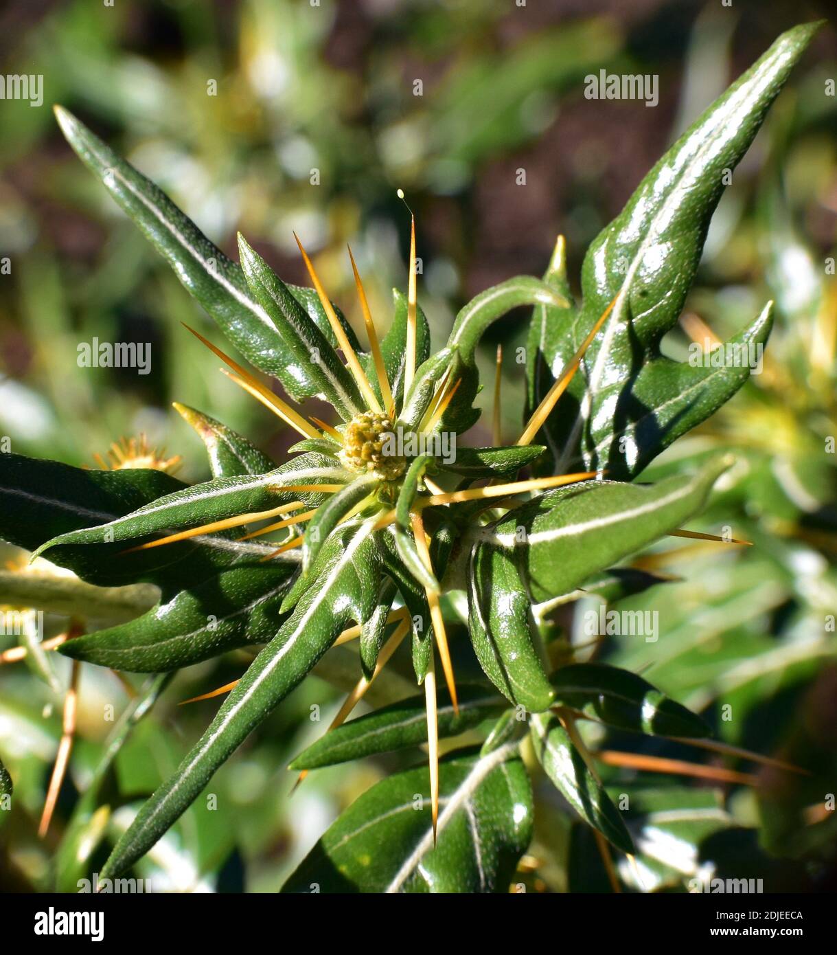 Detail of thorny plant Xanthium spinosum. Munilla,La Rioja. Stock Photo