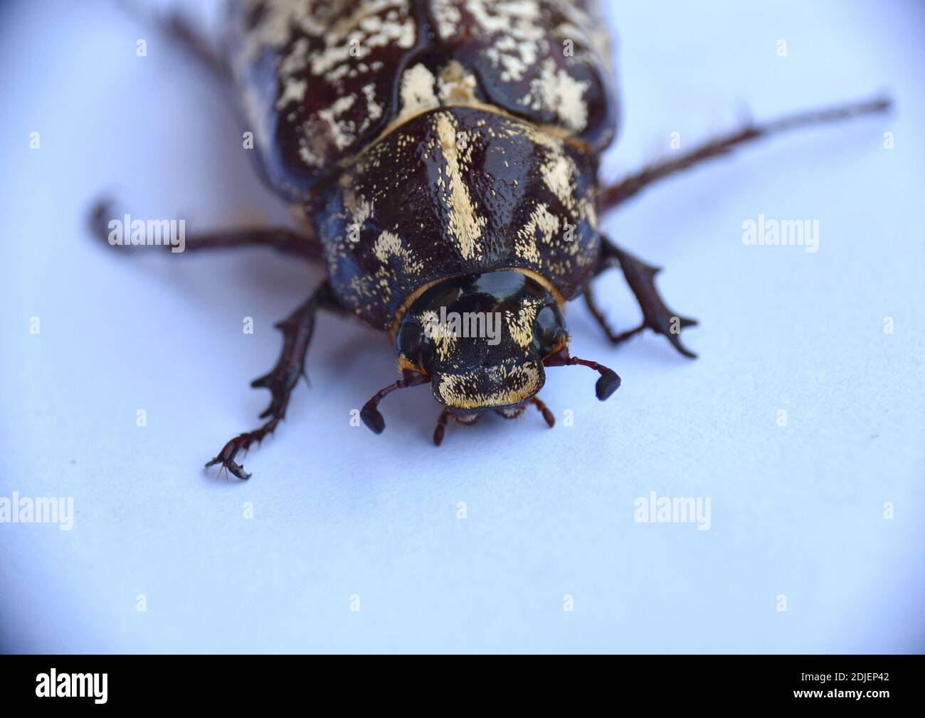 Head detail of a female fullo beetle (Polyphylla fullo). Stock Photo