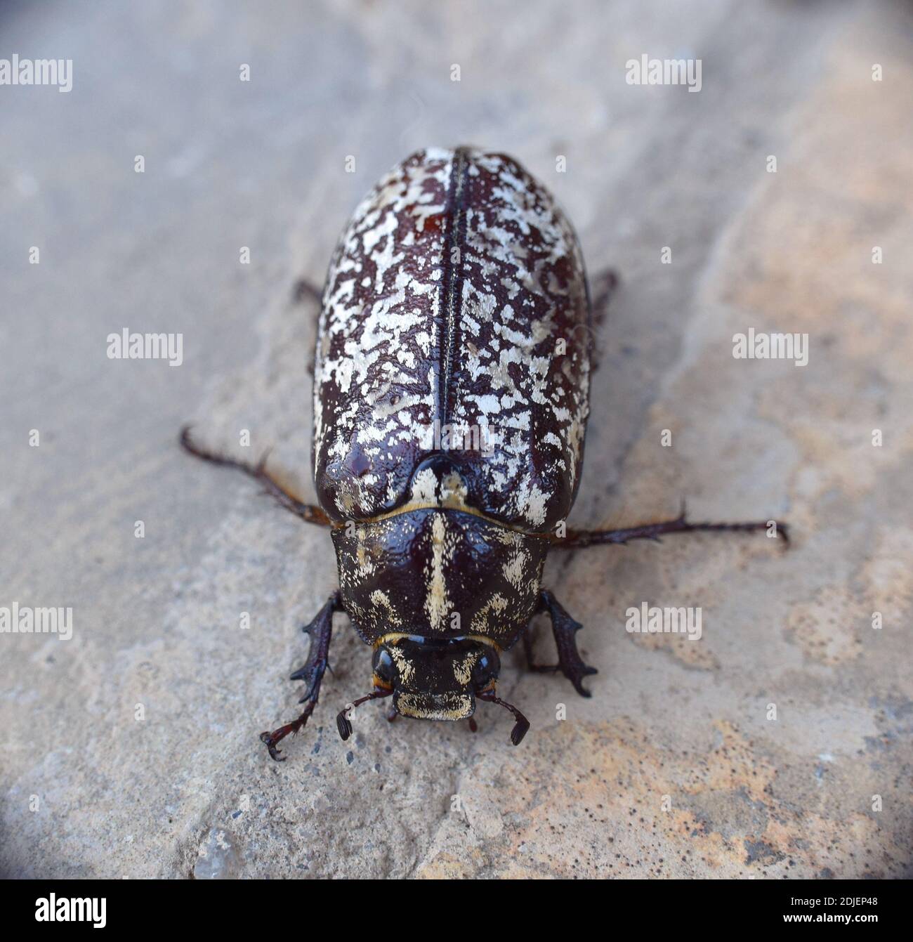 Female fullo beetle (Polyphylla fullo). Munilla, La Rioja. Stock Photo