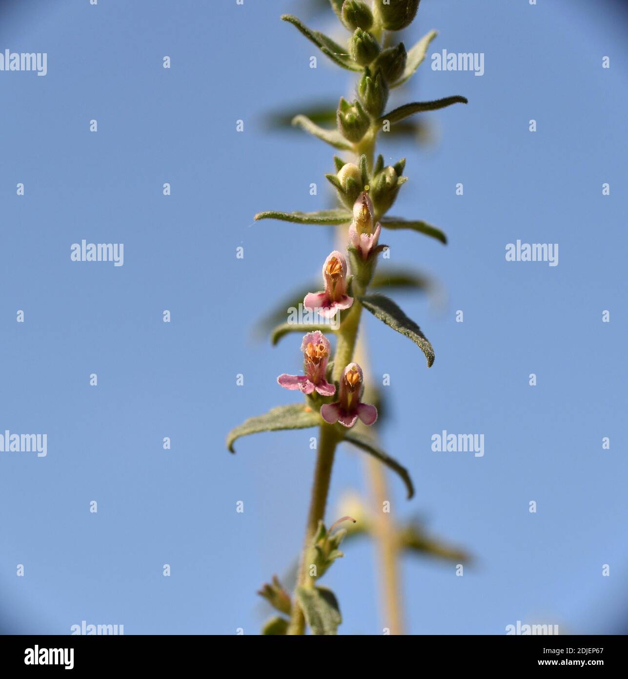 Bottom view of Odontites vernus plant in flower. Stock Photo