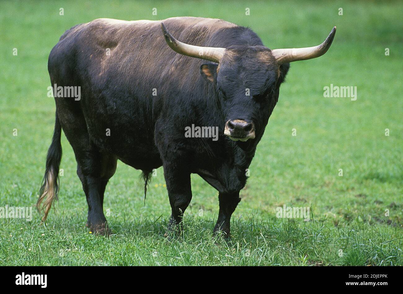 Extinct auroch hires stock photography and images Alamy