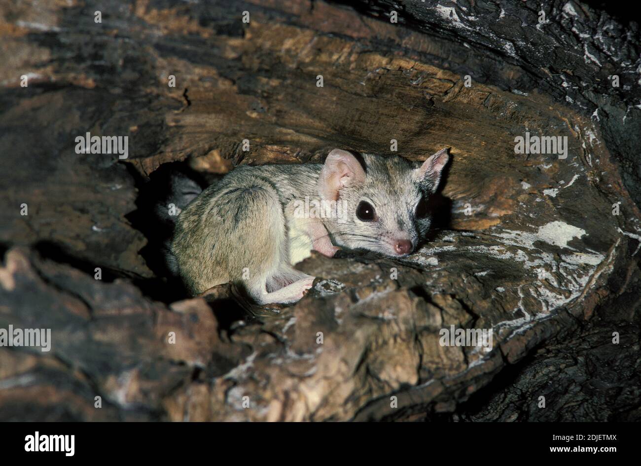Kowari or Brush Tailed Marsupial Rat, dasyuroides byrnei, Small