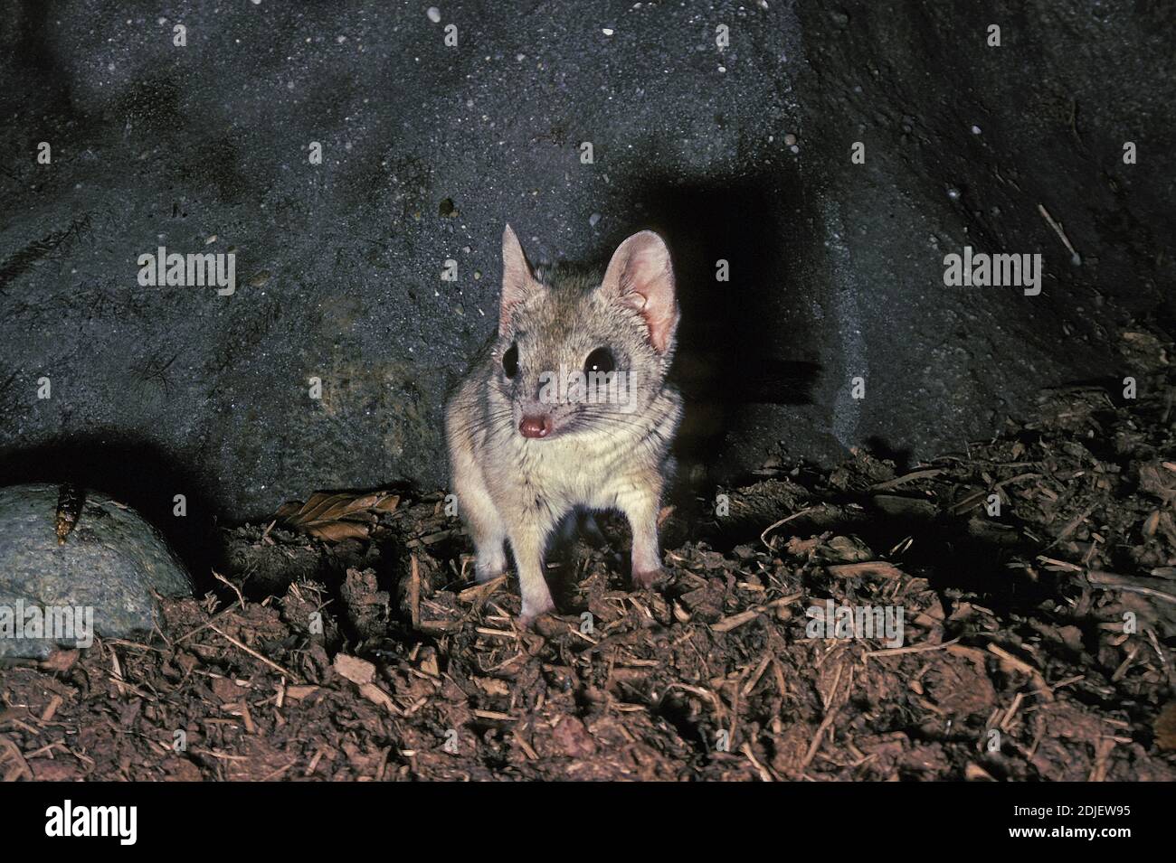 Brush tailed marsupial rat hi-res stock photography and images - Alamy
