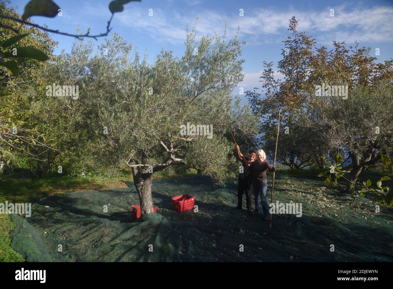 Olive harvest in rural Messina Sicily english couple abroad Stock Photo