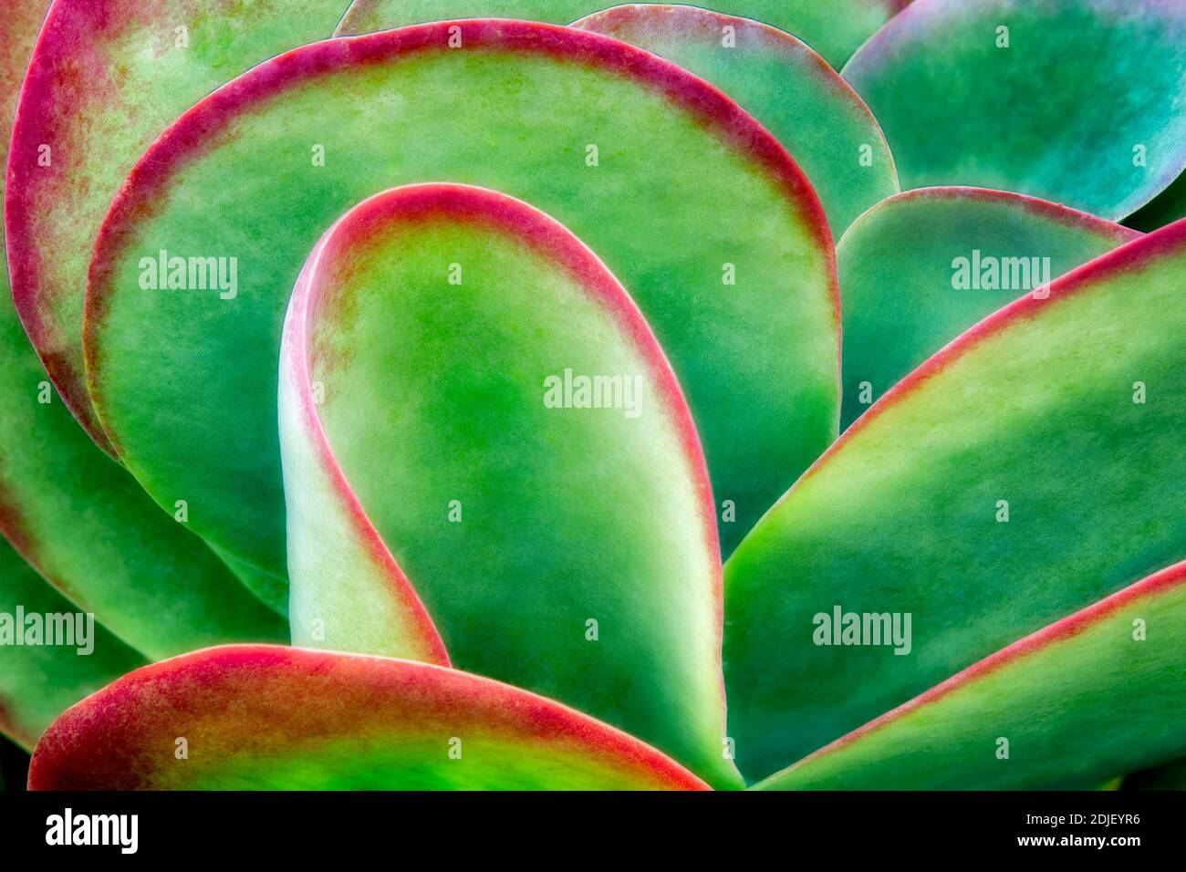 Red tipped leaves of Kalanchoe thyrsiflora grassulaceae. California Stock Photo