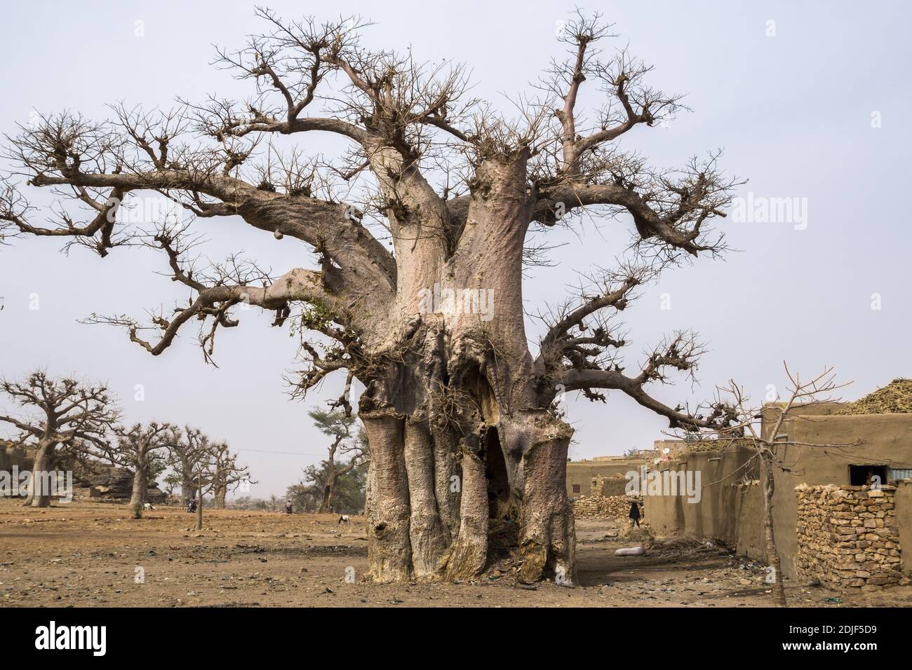 Giant Baobab trees in Pays Dogon, Mali, West Africa Stock Photo
