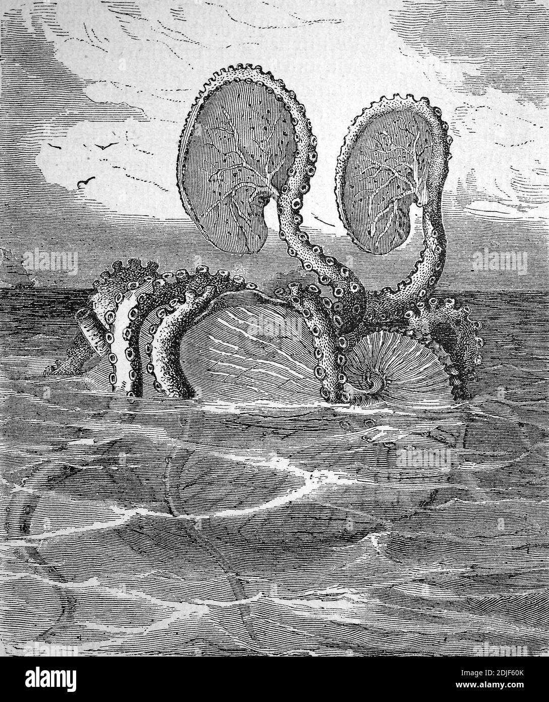 Paper nautiluses, argonauts, Argonauta, are a group of pelagic octopuses  /  Fantasiedarstellung eines Papierbootes an der Meeresoberfläche aus dem Jahr 1868, Papierboote oder Argonauten, Argonauta, sind eine Gattung der Kopffüßer in der Verwandtschaftsgruppe der Kraken, Historisch, historical, digital improved reproduction of an original from the 19th century / digitale Reproduktion einer Originalvorlage aus dem 19. Jahrhundert, Stock Photo