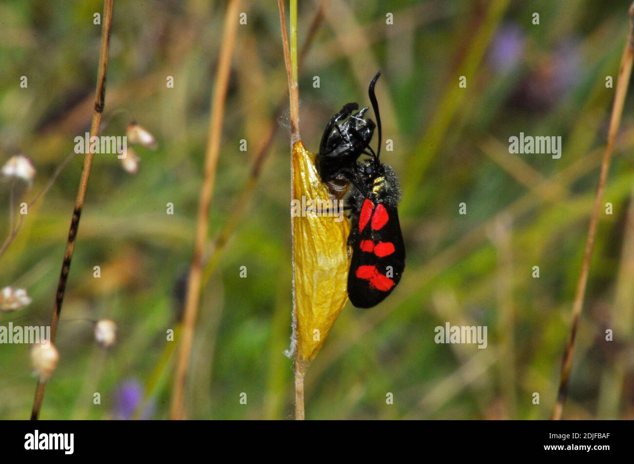 Six- spot Burnet Moth,'Zygaena filipendulae' emerging ready to fly from its crysalis on  blade of grass. Grassland habitat ,Wiltshire.UK Stock Photo