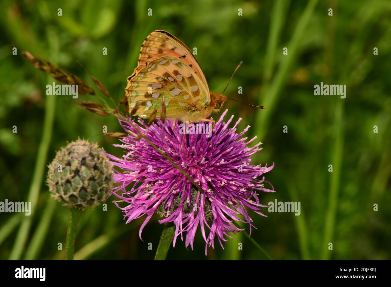 Dark Green Fritillary 'Argynnis aglaja' on knapweed in uninproved grassland summer,July,Martin Down,Hampshire.UK Stock Photo