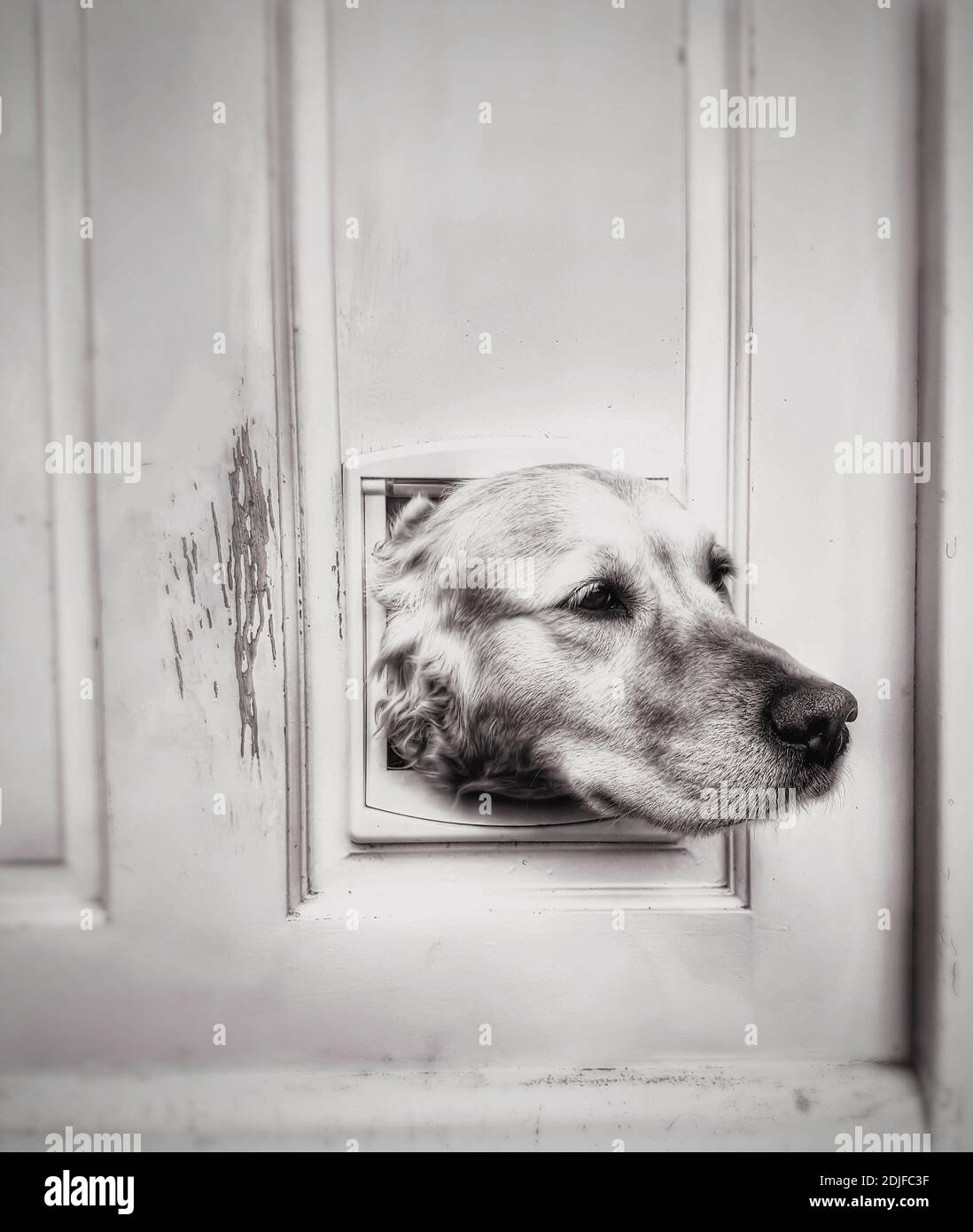 Do Cats Get Stuck Like Dogs