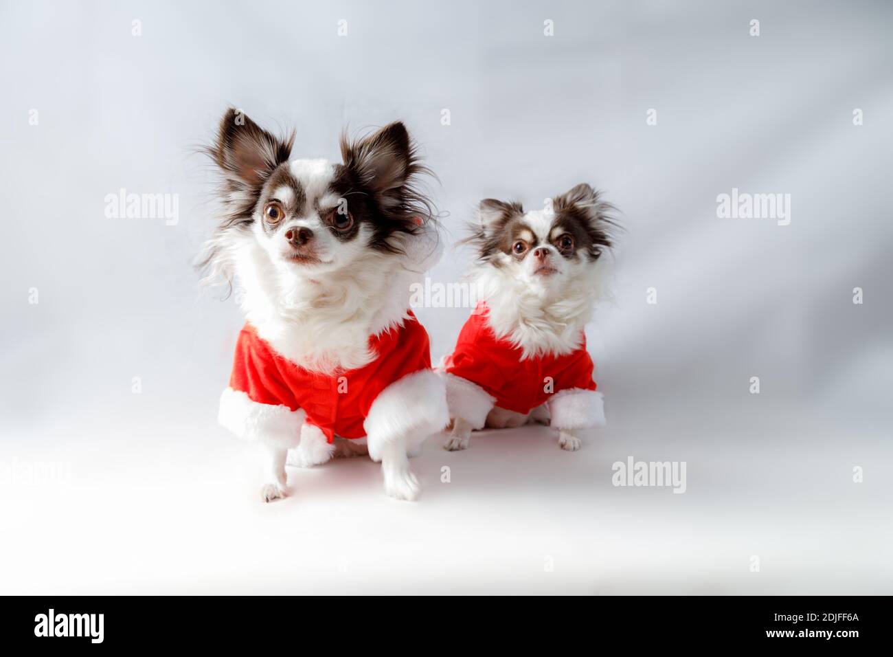 Two chihuahua dogs wearing a red christmas santa costume looks at ...