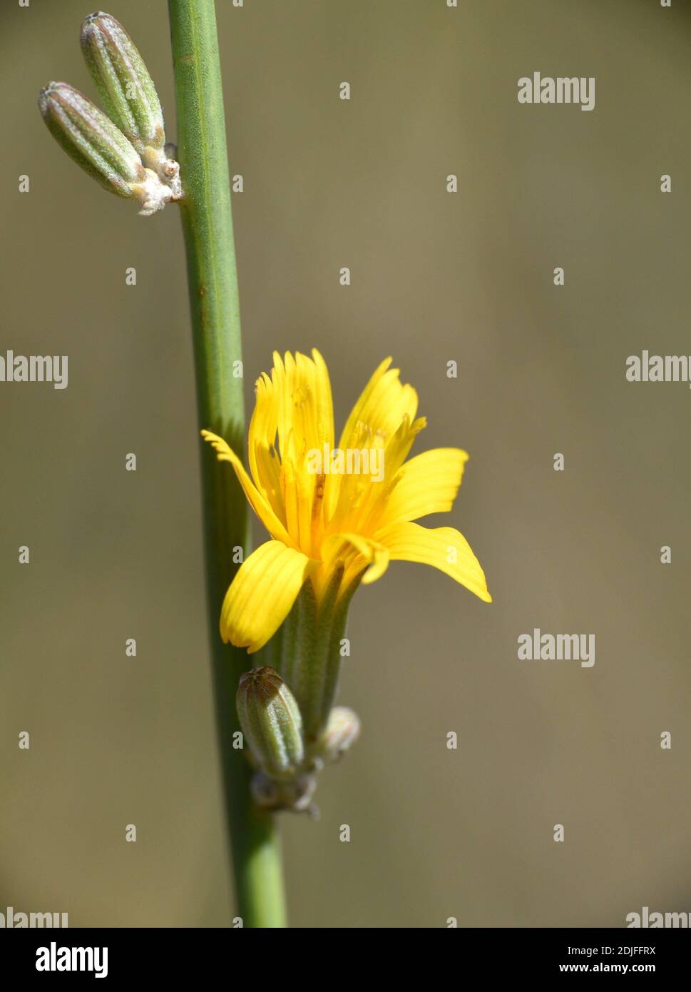 Yellow flower of Sweet Chicory (Chondrilla juncea). Stock Photo