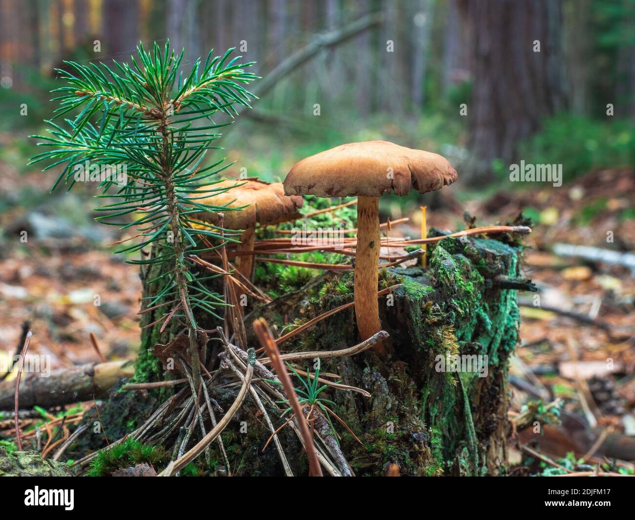 Closeup of webcap mushrooms and young spruce tree growing on small trunk covered with moss. Cortinarius, Picea abies. Selective focus, blurred backgro Stock Photo