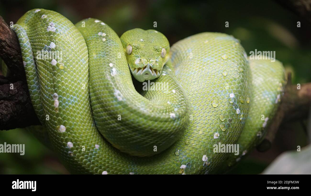 Green tree python mouth hi-res stock photography and images - Alamy