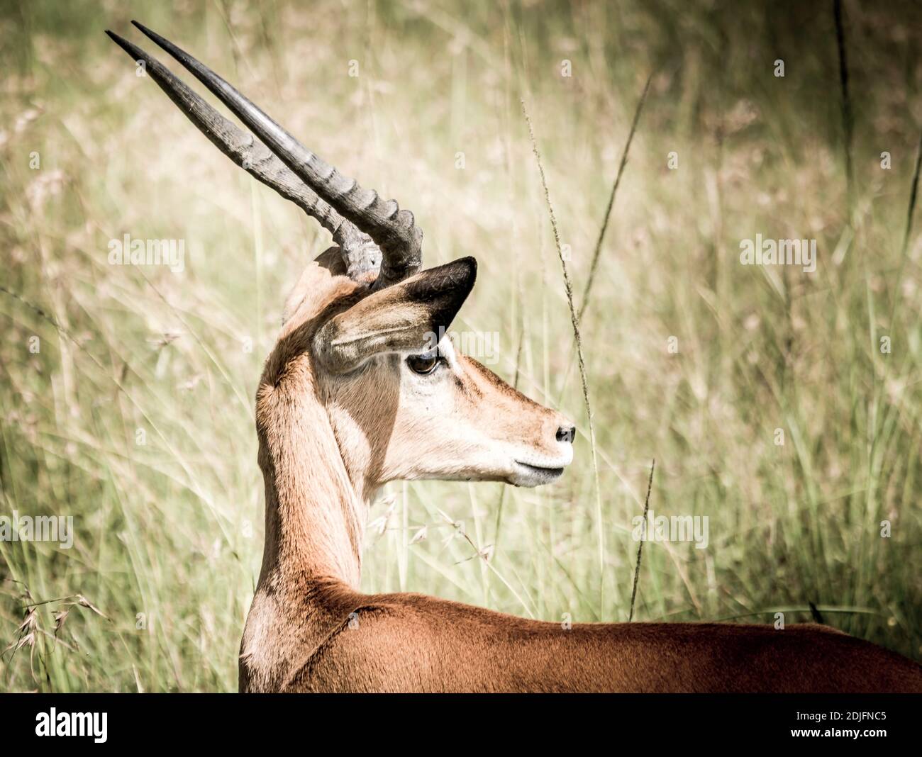 Saharan gazelle hi-res stock photography and images - Alamy