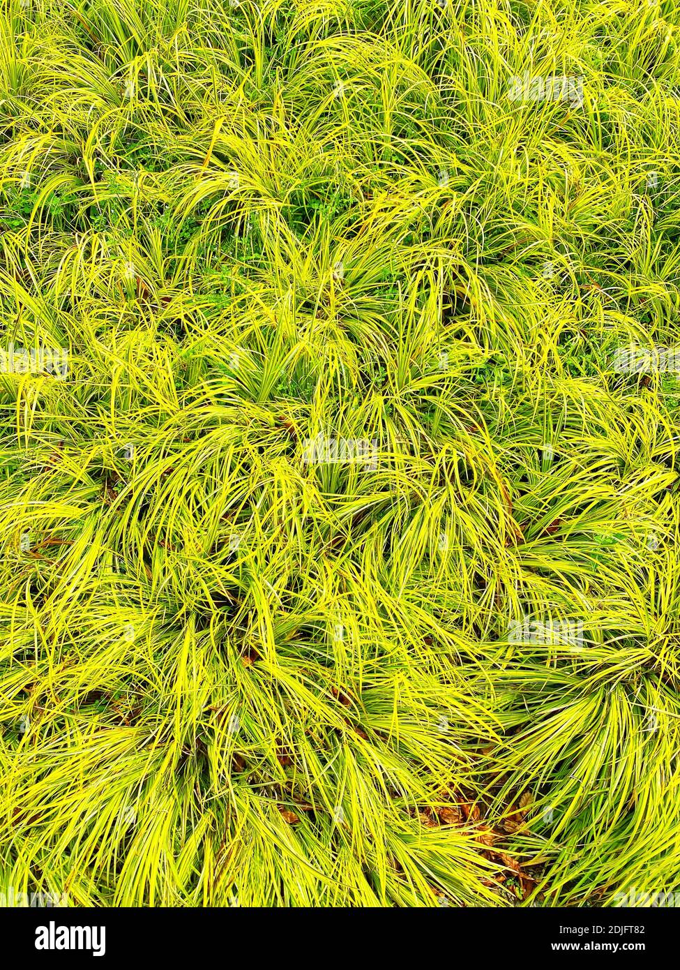 Long hardy grass. The botanical name is Acorus gramineus 'Ogon'. No people. Copy space. Background. Stock Photo