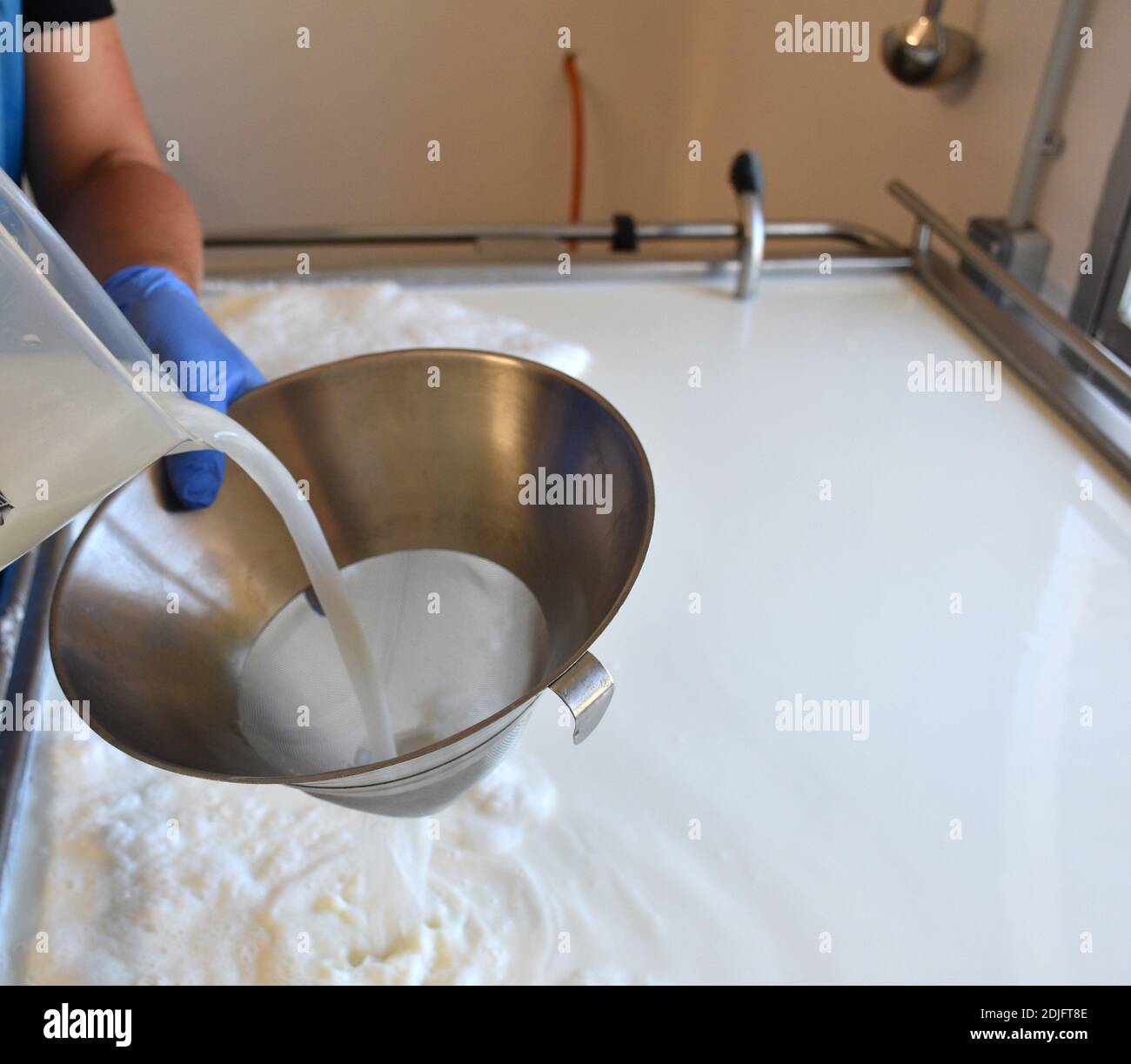 Cheesemaker pouring the natural rennet over the milk through a strainer ...